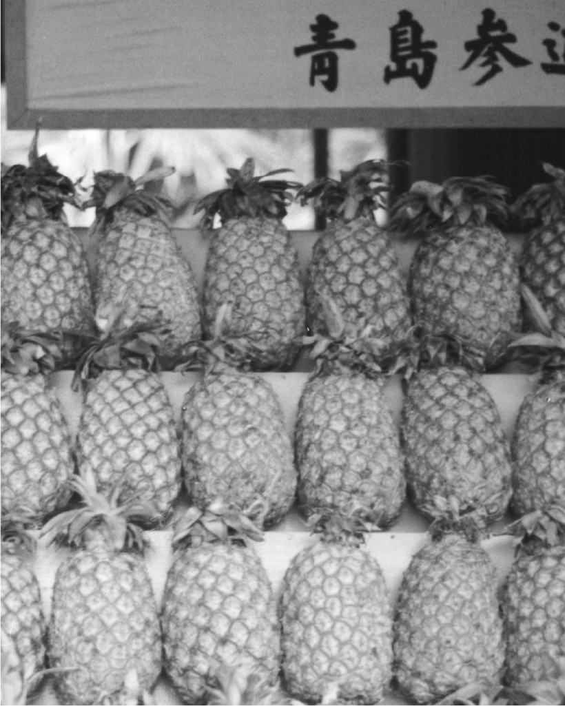 昔の写真 - パイナップル農園